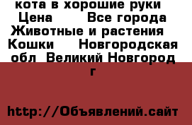 кота в хорошие руки › Цена ­ 0 - Все города Животные и растения » Кошки   . Новгородская обл.,Великий Новгород г.